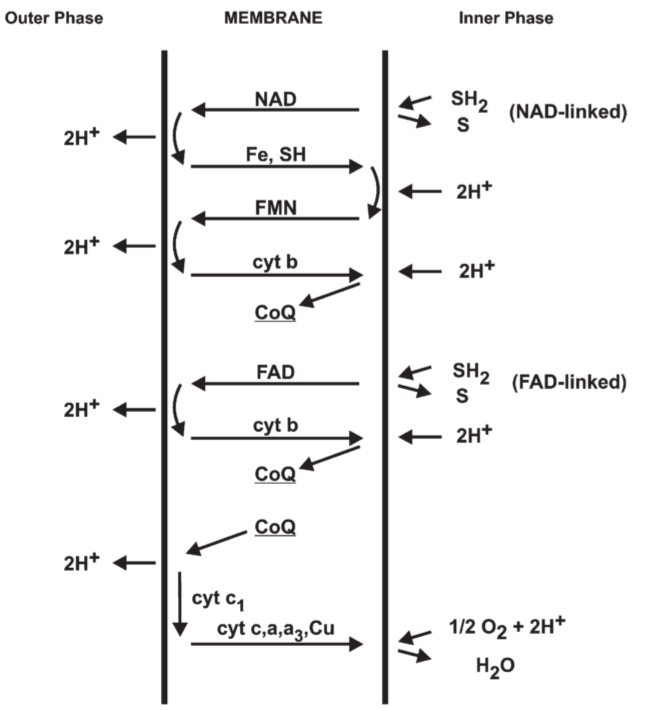 **Fig 11.** Suggested folding of the proton translocating respiratory chain for oxidation of NAD-linked and FAD-linked substrates in mitochondria.